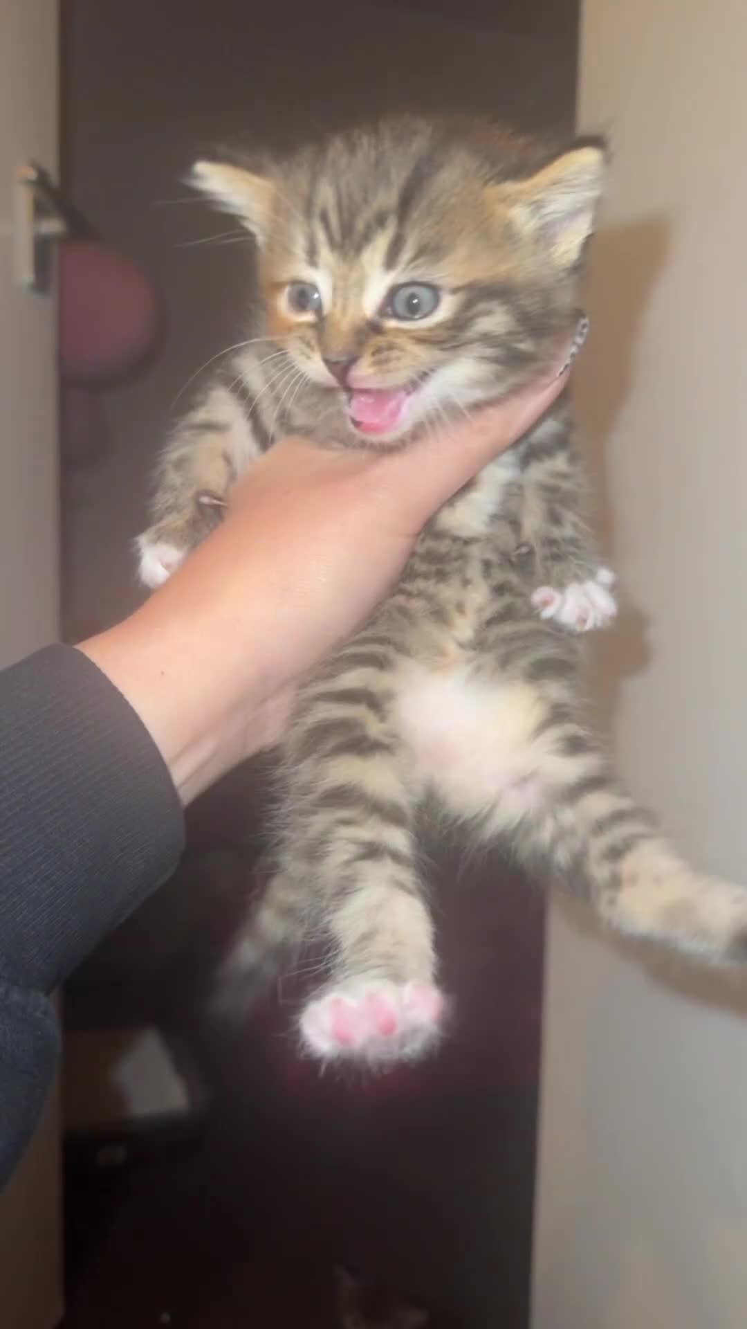Mixed Breed cats for sale: Kittens  - Video 1