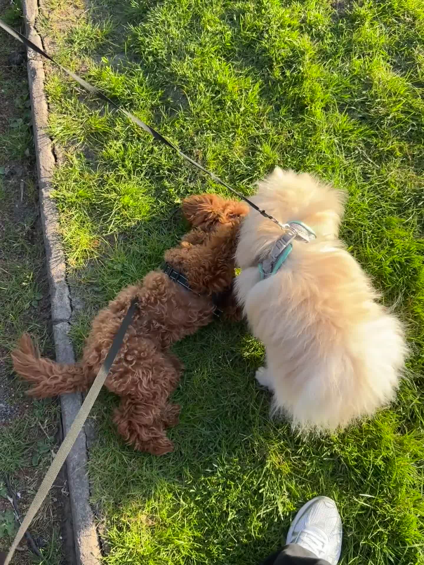Toy Poodle dogs for sale: Female Toy Poodle  - Video 1
