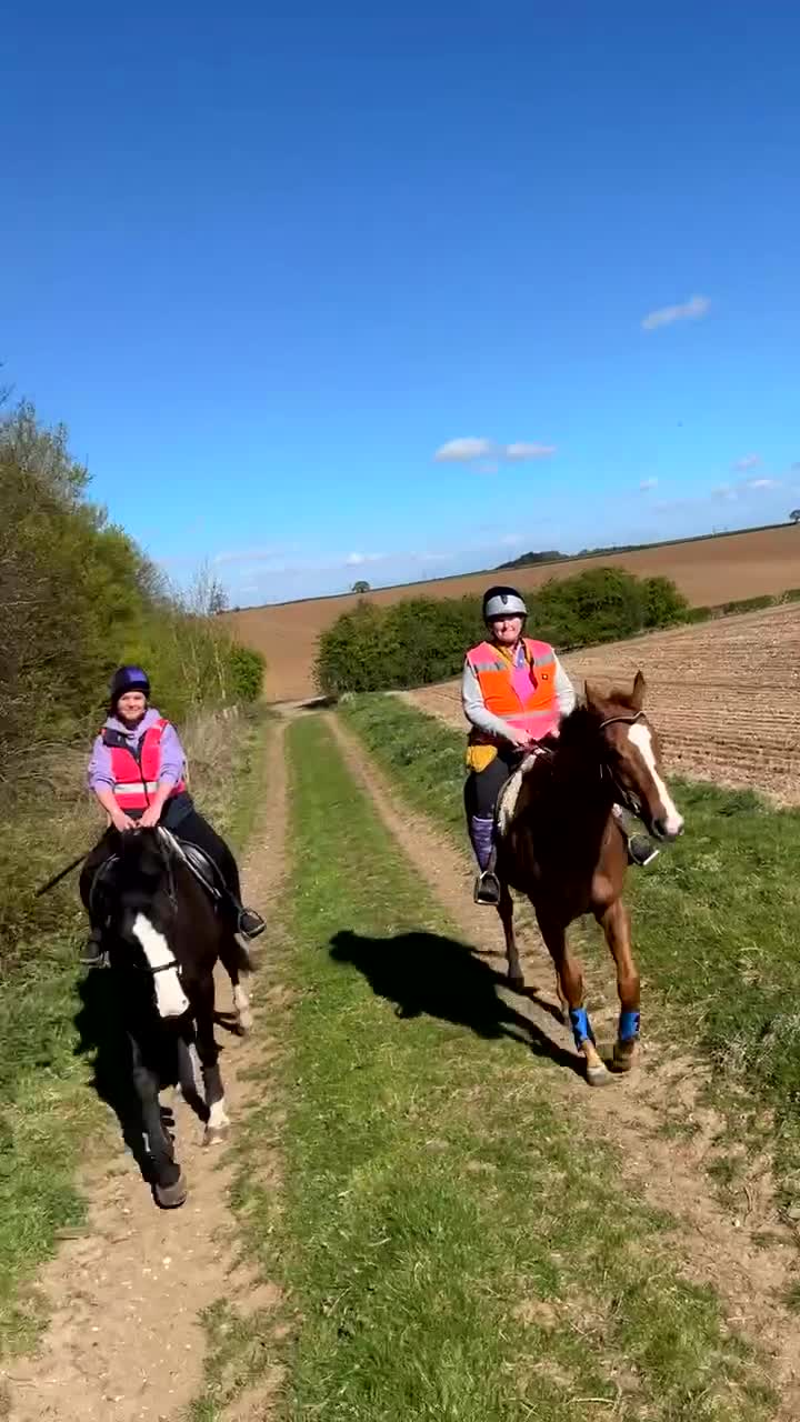 Irish Thoroughbred horses for sale: Chestnut Tb Mare 5 years old  - Video 1