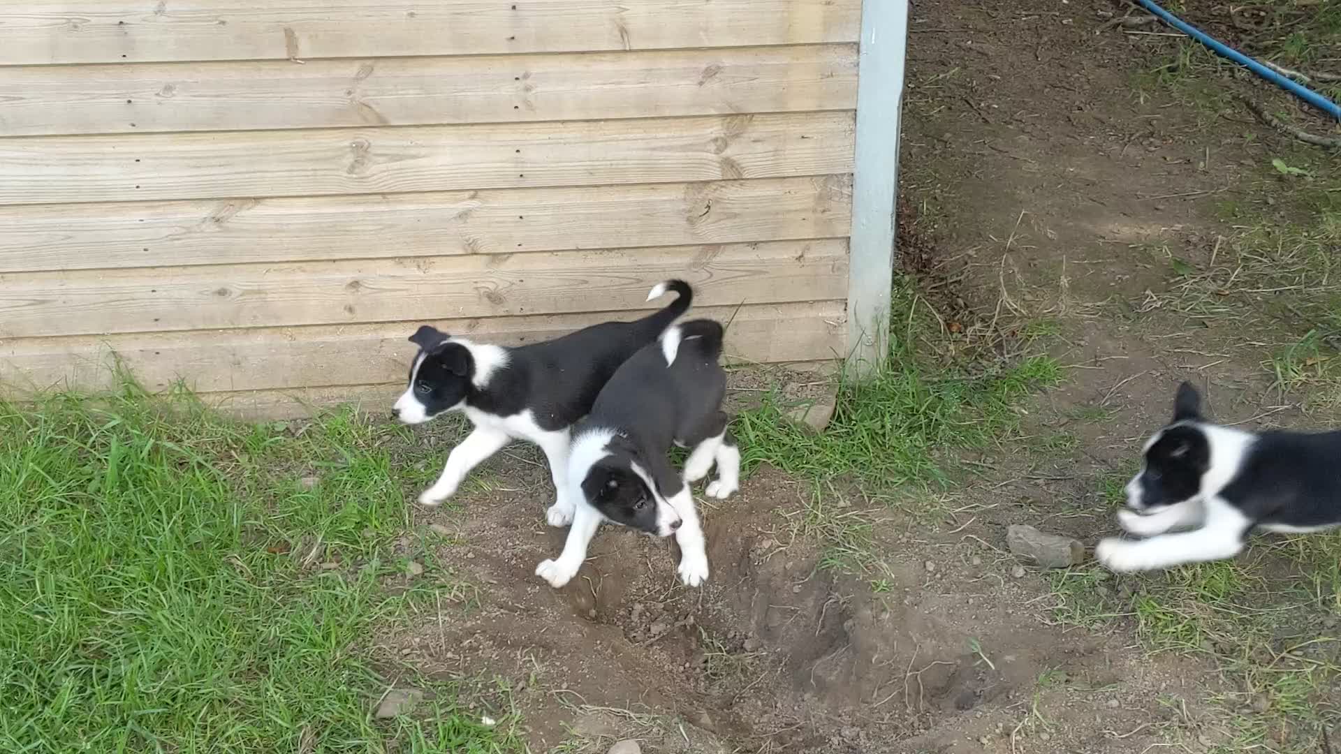 Border Collie dogs for sale: Isds border collie pups for sale in Keith - Video 2