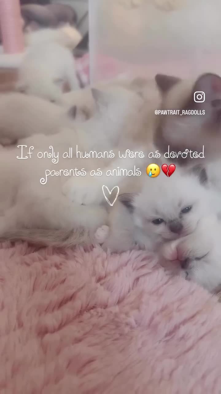 Ragdoll cats for sale: BOYS BOYS BOYS  - Video 2