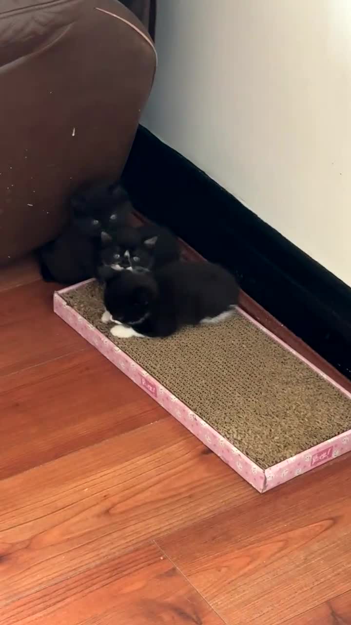 Persian cats for sale: Two Female Mixed Pedigree kittens  - Video 1