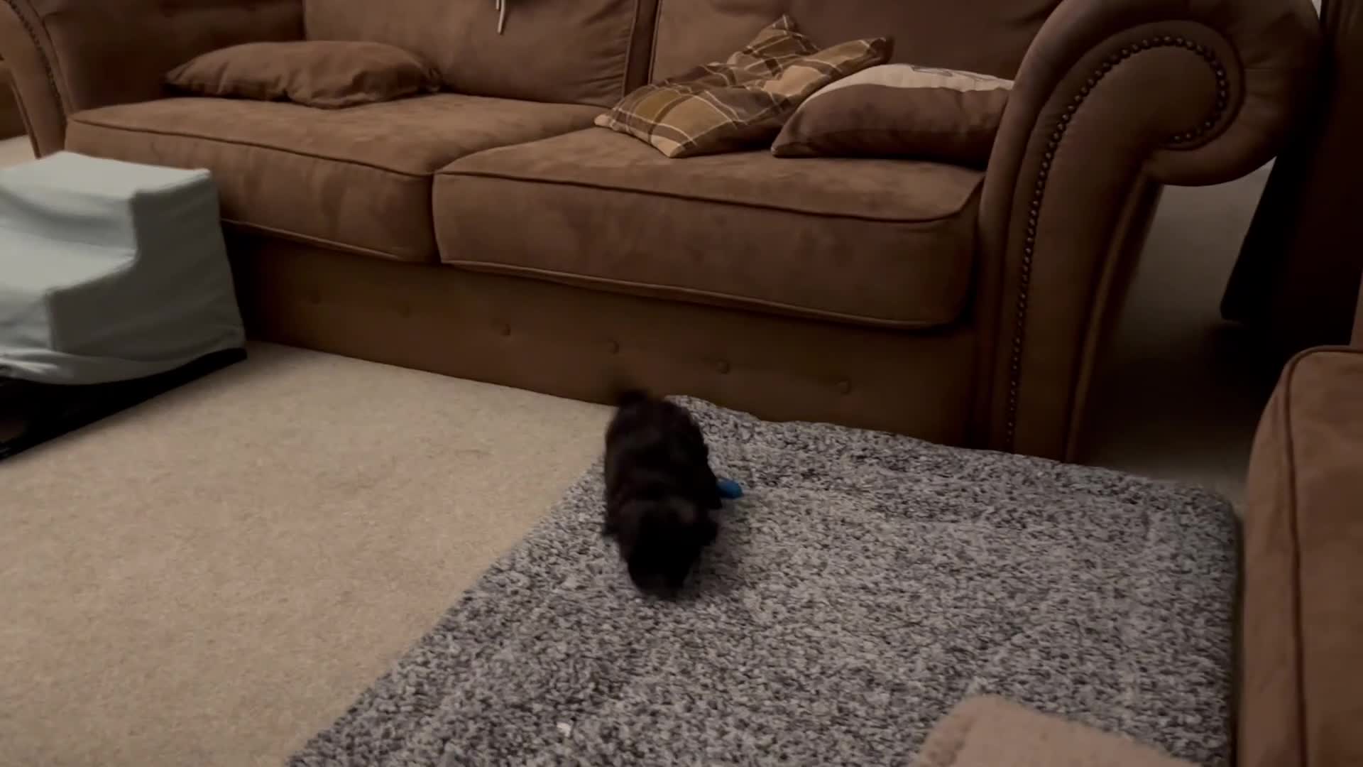 Maltipoo dogs for sale: Rare True Asian Teddy-Bear Maltipoo Puppies  - Video 2