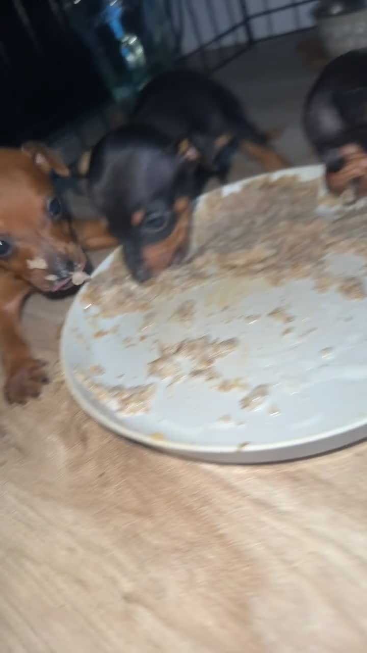 Miniature Pinscher dogs for sale: Miniature pinschers puppies  - Video 2