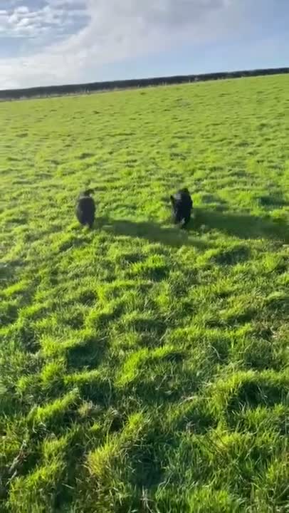 Russian Black Terrier dogs for sale: Black Russian Terrier 🐾 - Video 2