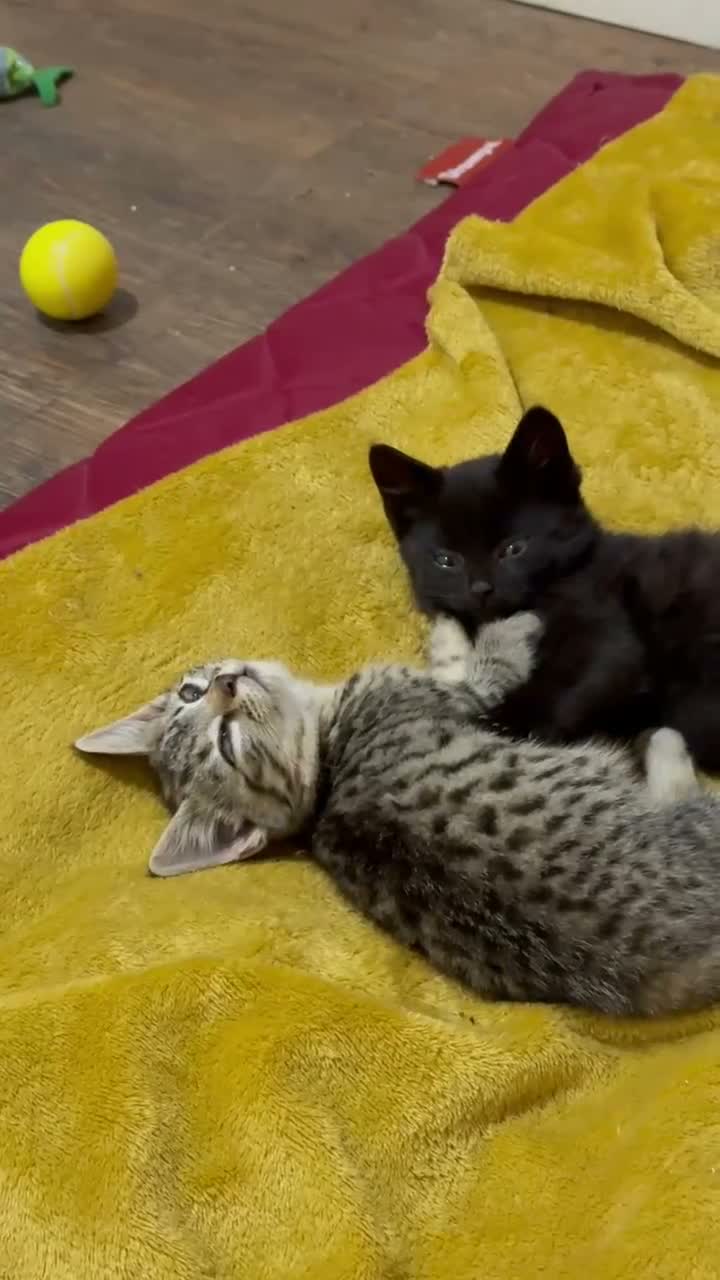 Domestic Shorthair cats for sale: 12 wk old tabby kitten in Corwen - Video 1