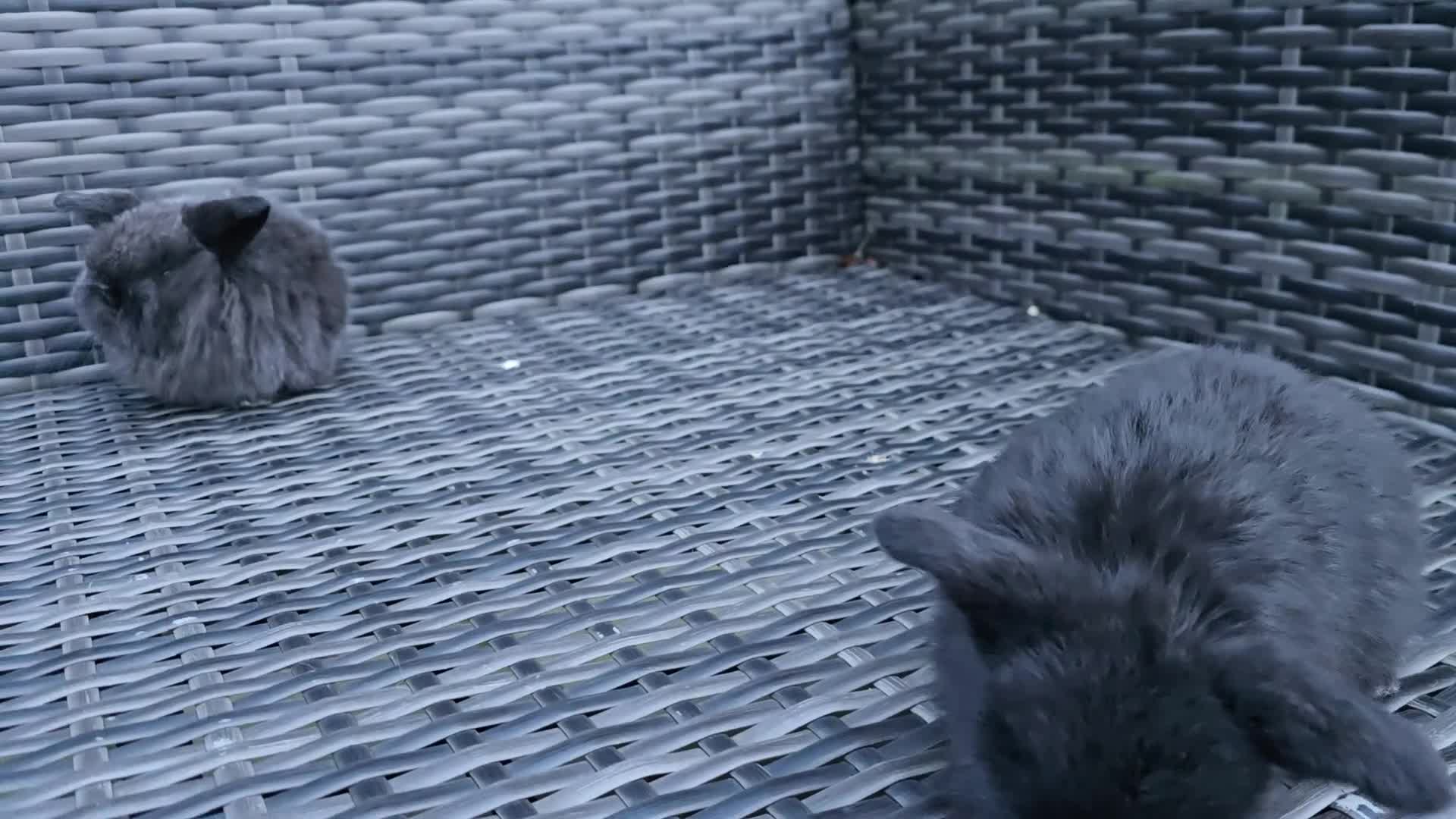 Mini Lop rabbits for sale: Beautiful mini lop bunnies  - Video 1