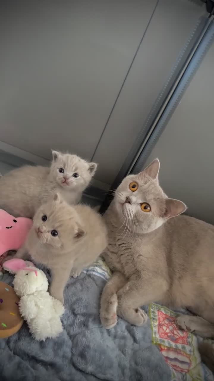 British Shorthair cats for sale: Pure breed british shorthair kittens - Video 2