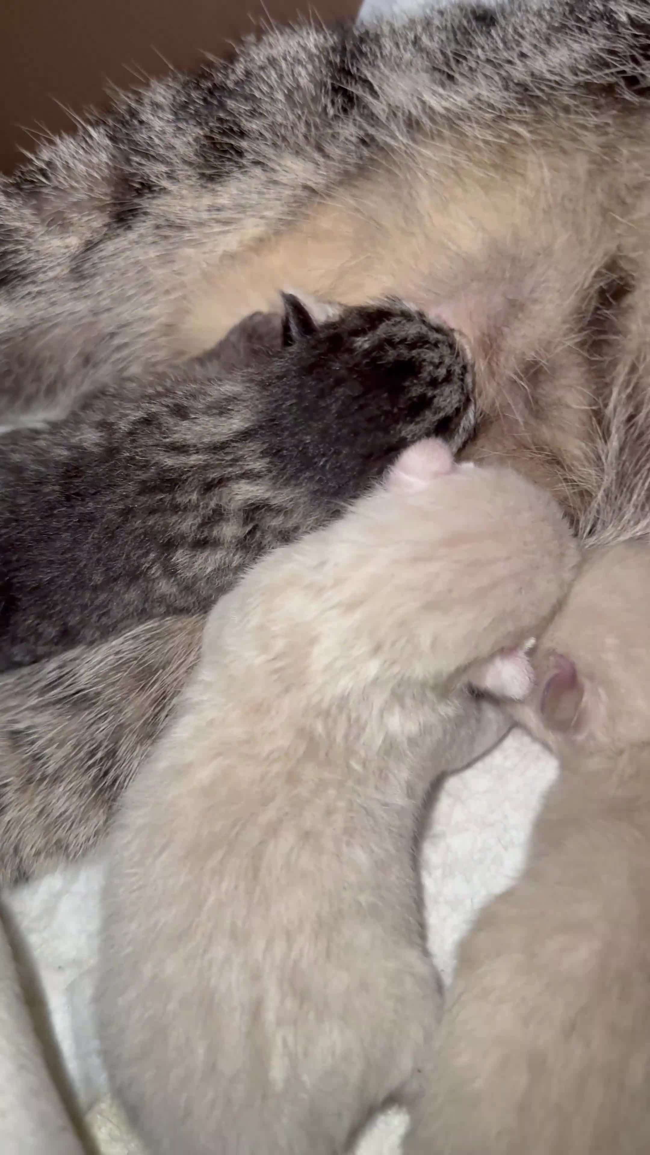 Ragdoll cats for sale: Gorgeous Fluffy Ragdoll-Tabby Kittens🤍 - Video 1