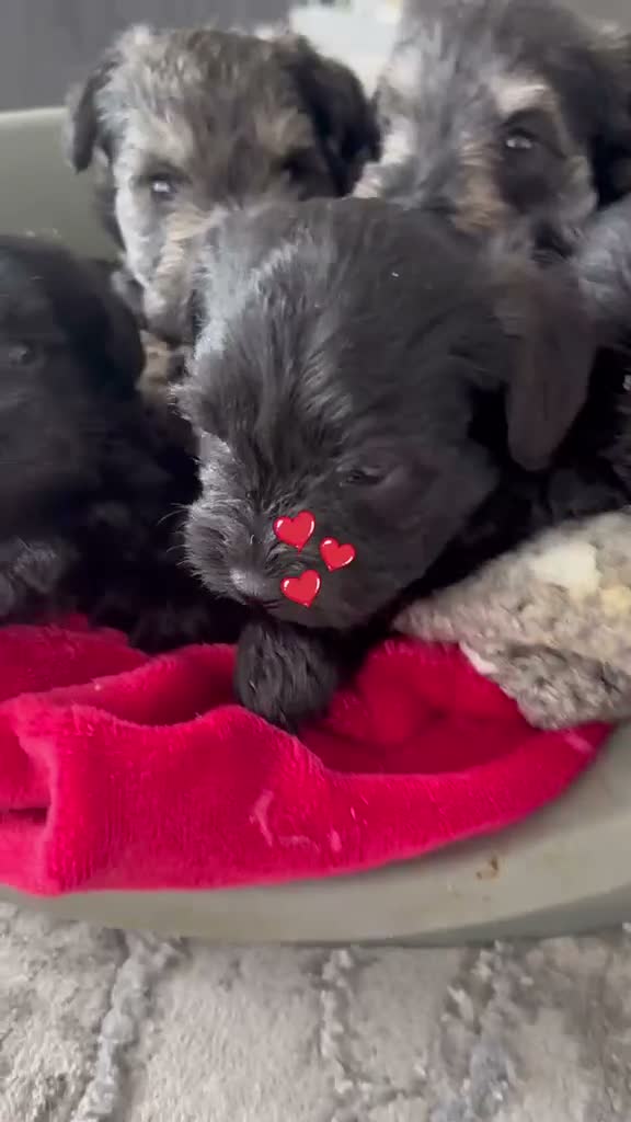 Miniature Schnauzer dogs for sale: Miniature schnauzers in Newark - Video 2