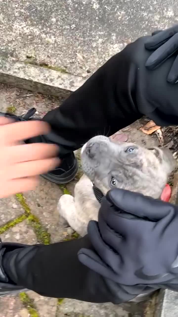 Cane Corso dogs for stud: Reverse Brindle Cane Corso Stud - Video 2