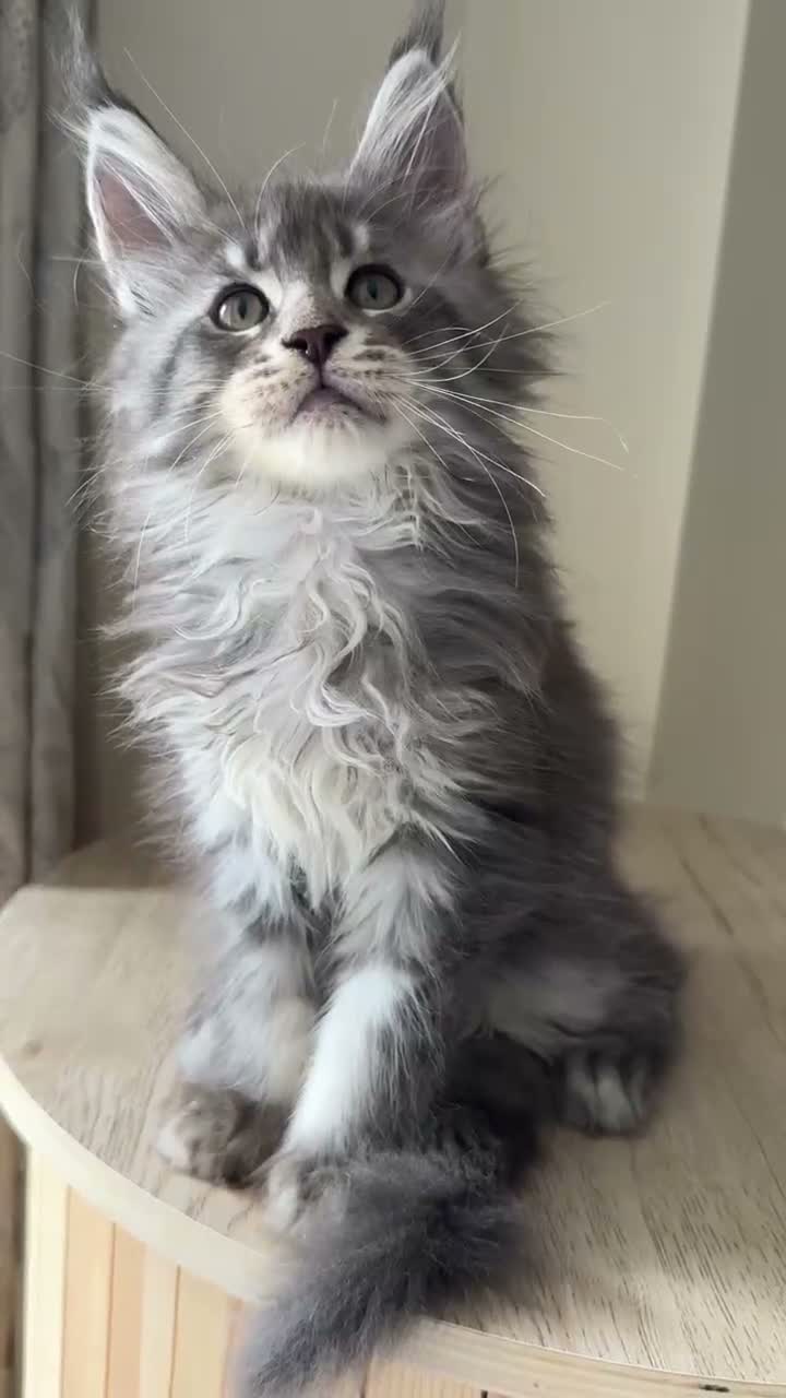 Maine Coon cats for sale: GCCF Rarely Available Mackerel XXLRussianBloodline - Video 2