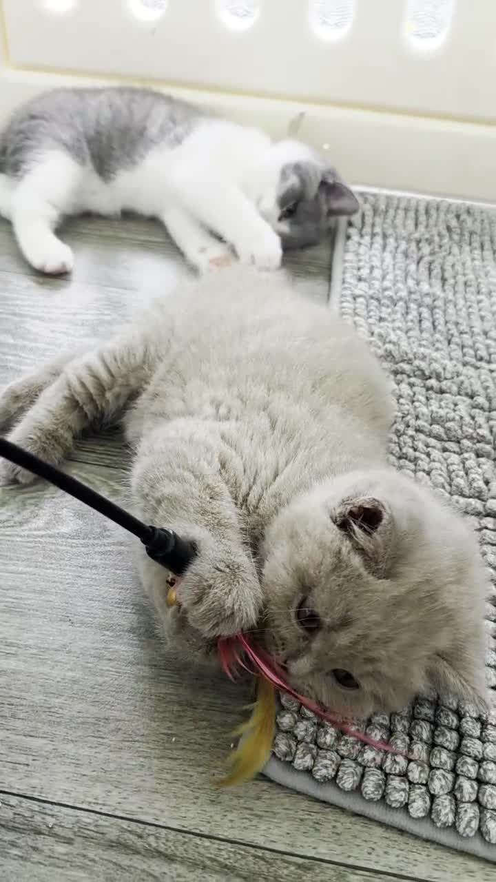 British Shorthair cats for sale: 5 Beautiful British short hair kittens available  - Video 2