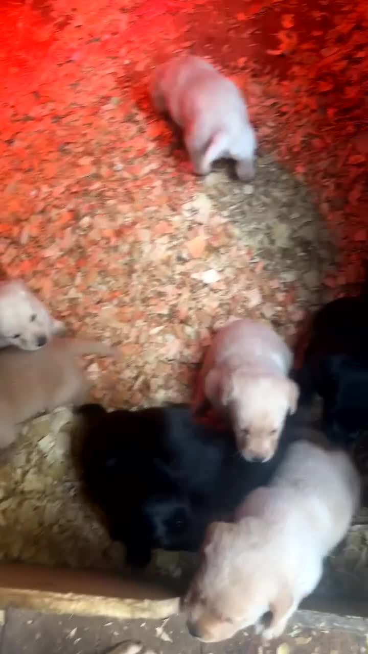 Labrador Retriever dogs for sale: Fabulous bunch of Labrador puppies  - Video 2