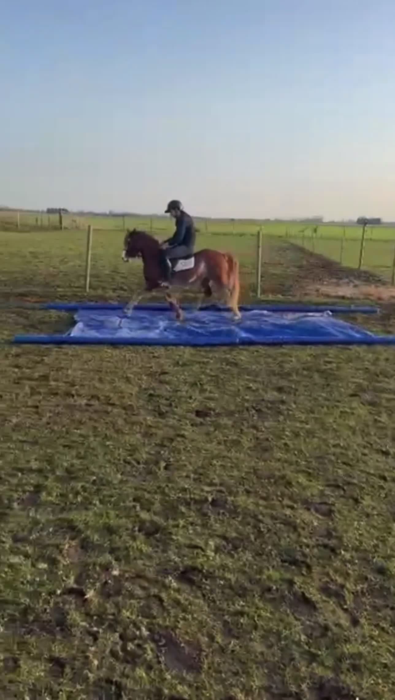 Welsh Section C horses for sale: Talented, flashy 128 pony club/bsja potential.  - Video 1