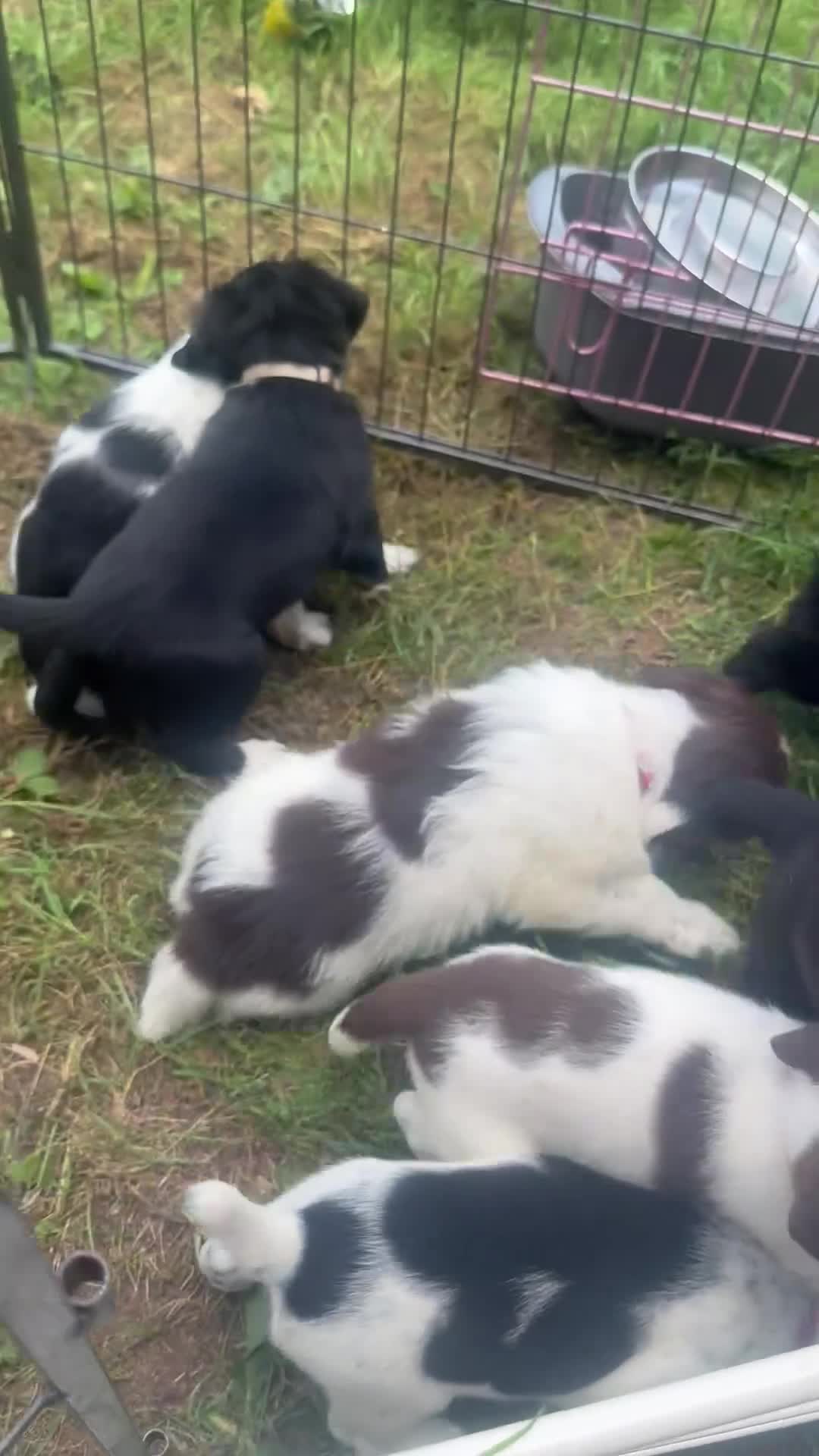 Sprollie dogs for sale: Springer x Collie in Lydney - Video 1