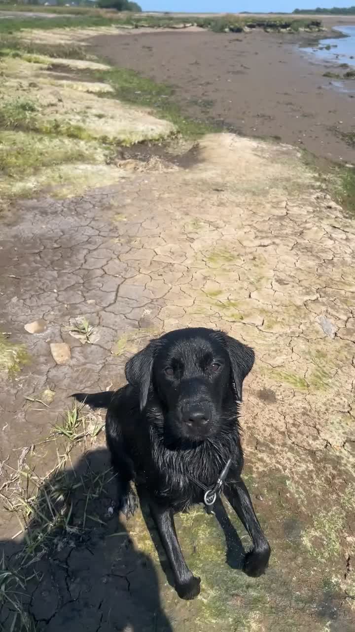 Labrador Retriever dogs for sale: Labrador puppies   - Video 1