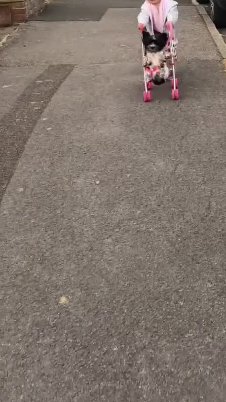 Yorkshire Terrier dogs for stud: The cutest mini Yorkie ♥️ in Enfield - Video 1
