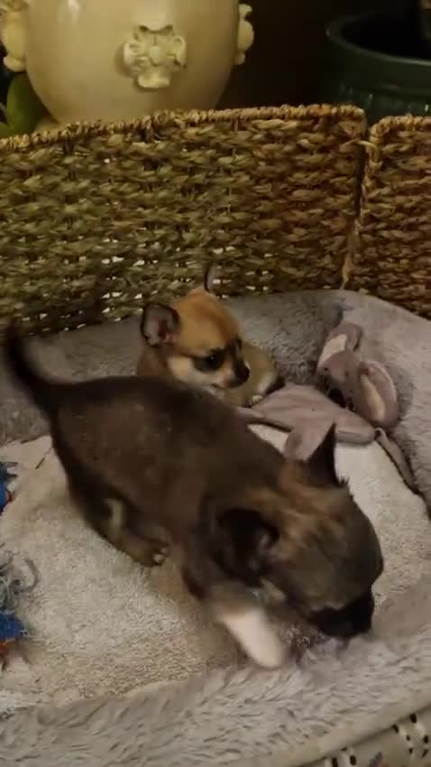 Chihuahua dogs for sale: Beautiful full pedigree chihuahua boy x1  - Video 1