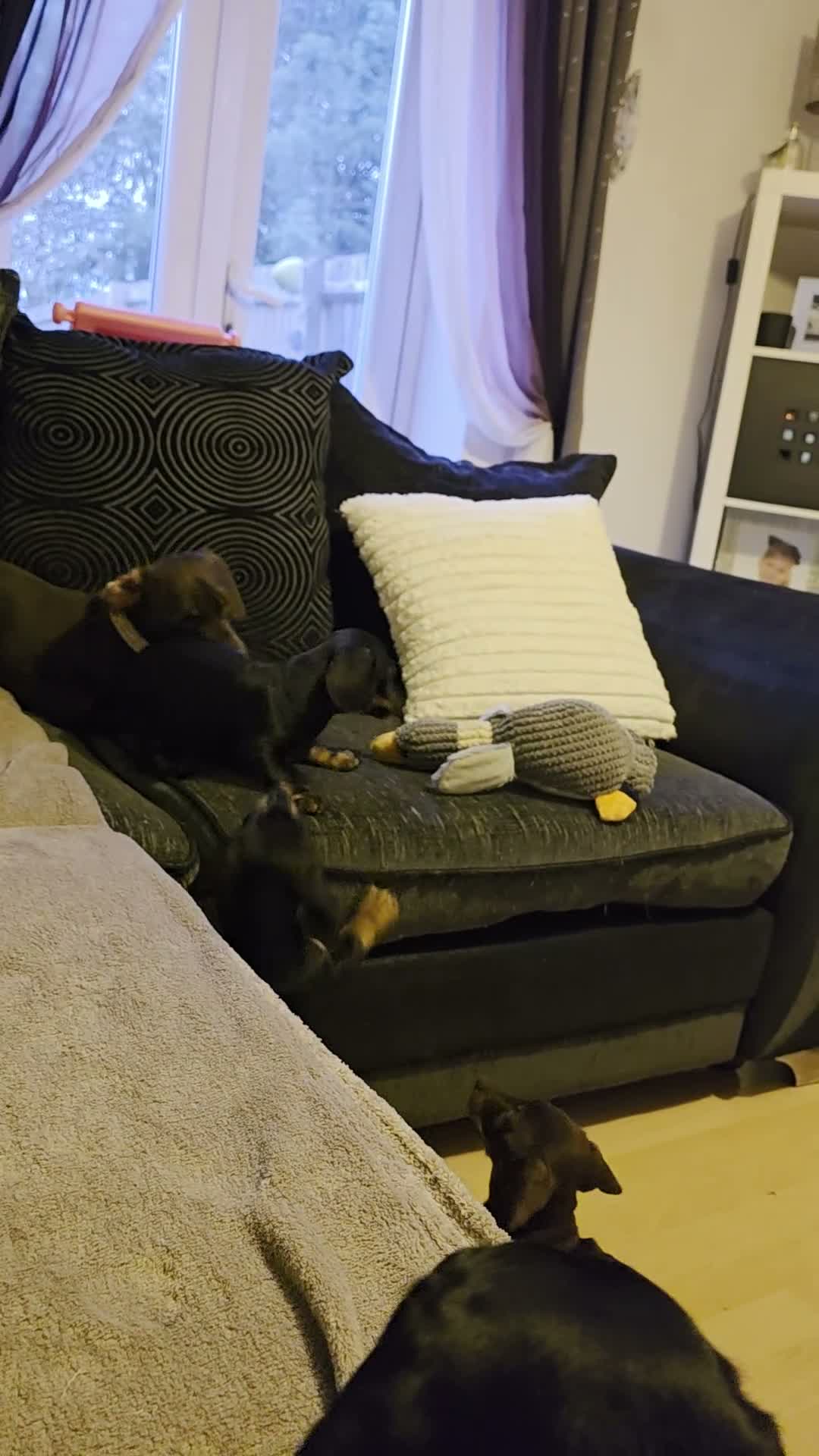 Miniature Dachshund dogs for sale: Mini dachshund puppies 🐶 available now - Video 1