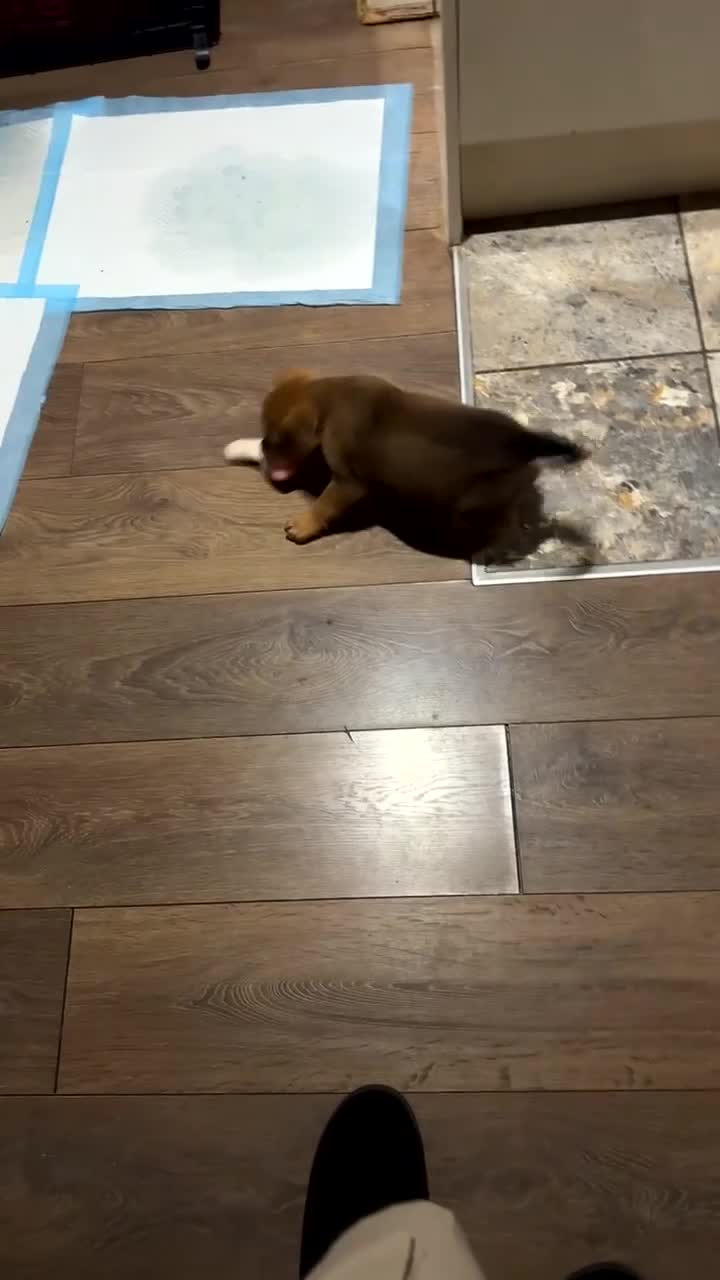 Mixed Breed dogs for sale: Puppy for sale  in Hove - Video 1