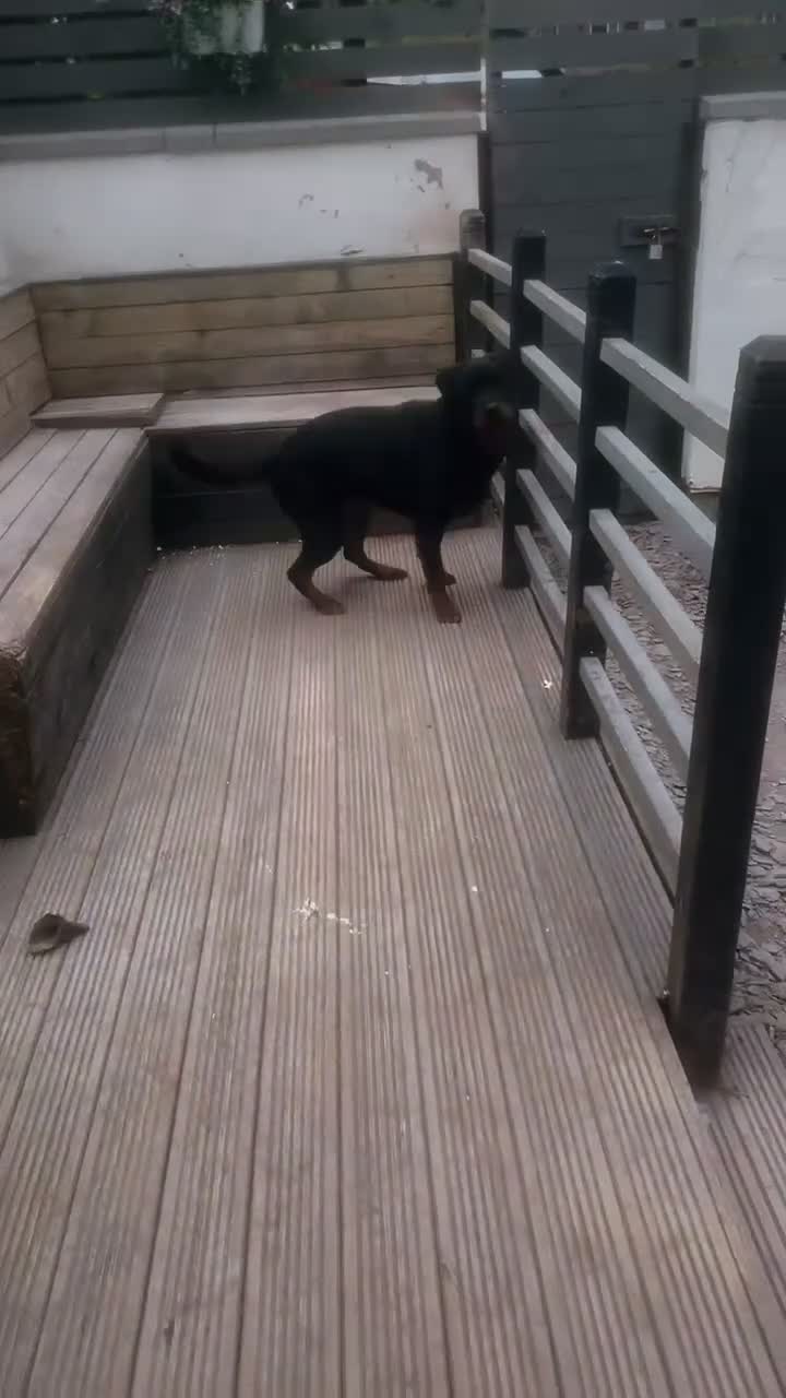 Mixed Breed dogs for sale: 🐾 Rottweiler x Belgian Malinois Puppies  - Video 2