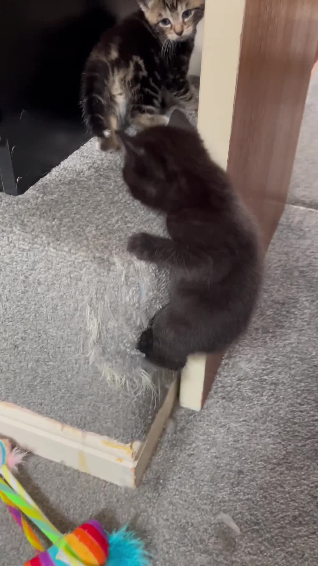 American Wirehair cats for sale: American wirehair/Long hair kittens for sale  - Video 2