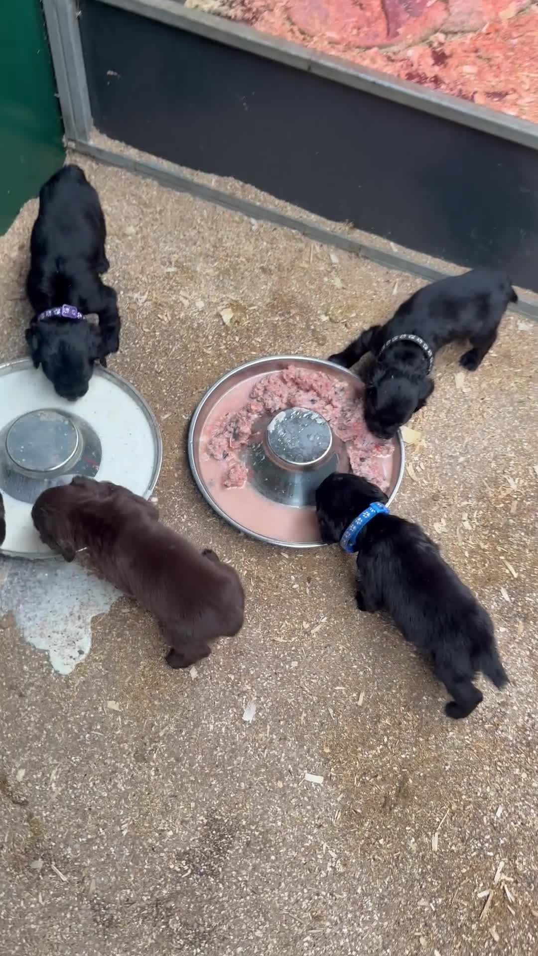Cocker Spaniel dogs for sale: OFTW cocker spaniel bred pups  - Video 1