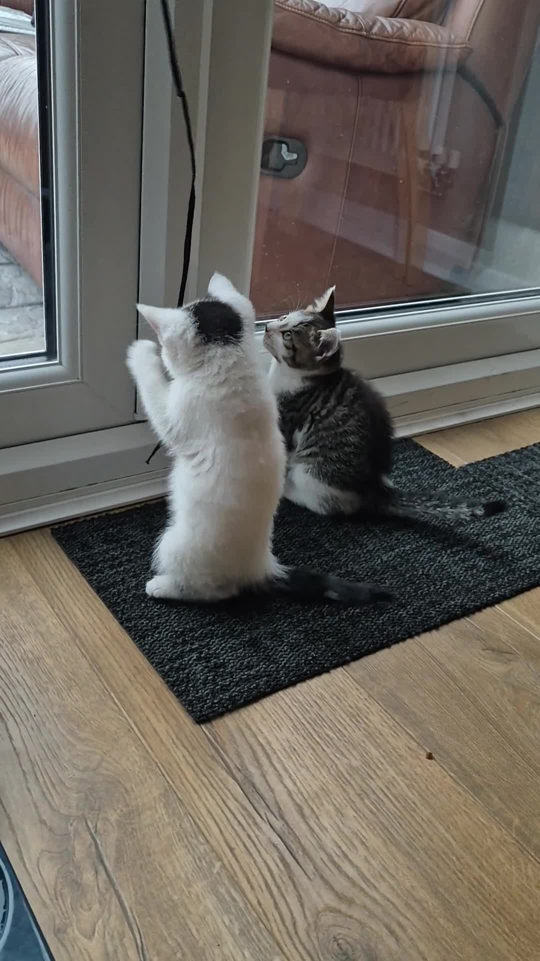 Mixed Breed cats for sale: Two beautiful kittens ! - Video 1