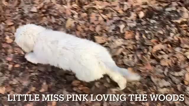 Lagotto Romagnolo dogs for sale: Pedigree Lagotto Romagnolo Puppies - Video 3