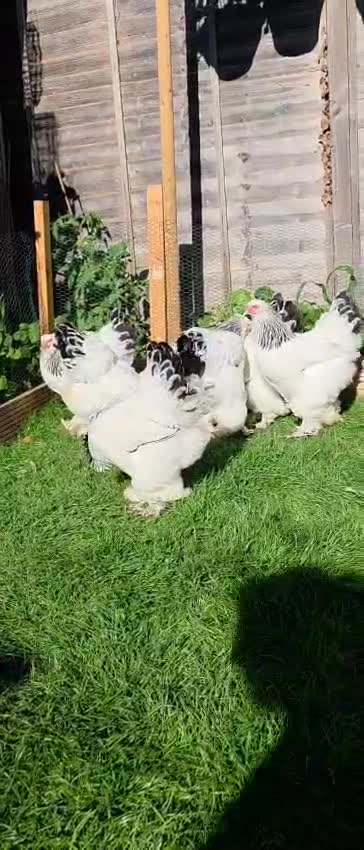 Mixed Breed birds for sale: Buff Cochin  - Video 2