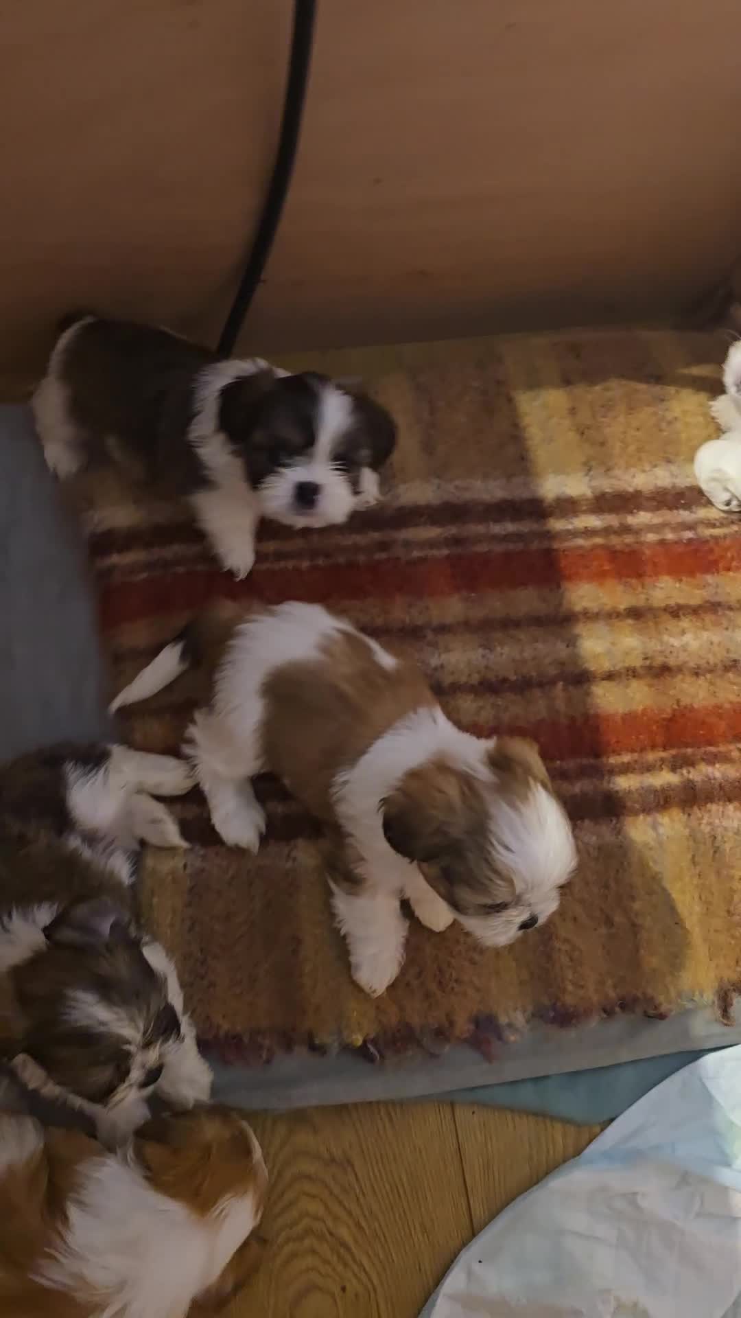 Shih Tzu dogs for sale: Shitzu puppies - Video 2