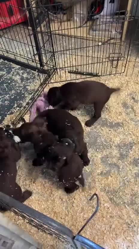 Sprocker dogs for sale: Springer x Cocker Pups  in Barnsley - Video 1