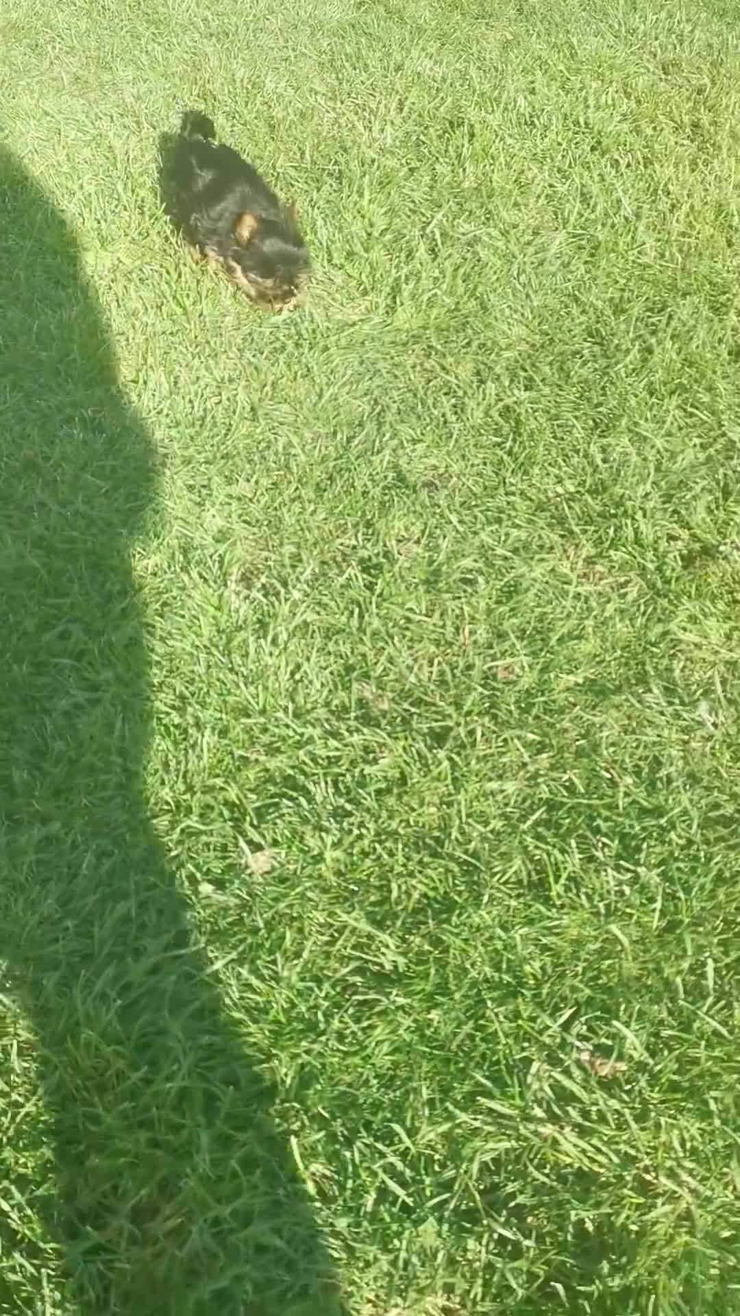 Yorkshire Terrier dogs for sale: Very small size girl and boy - Video 1