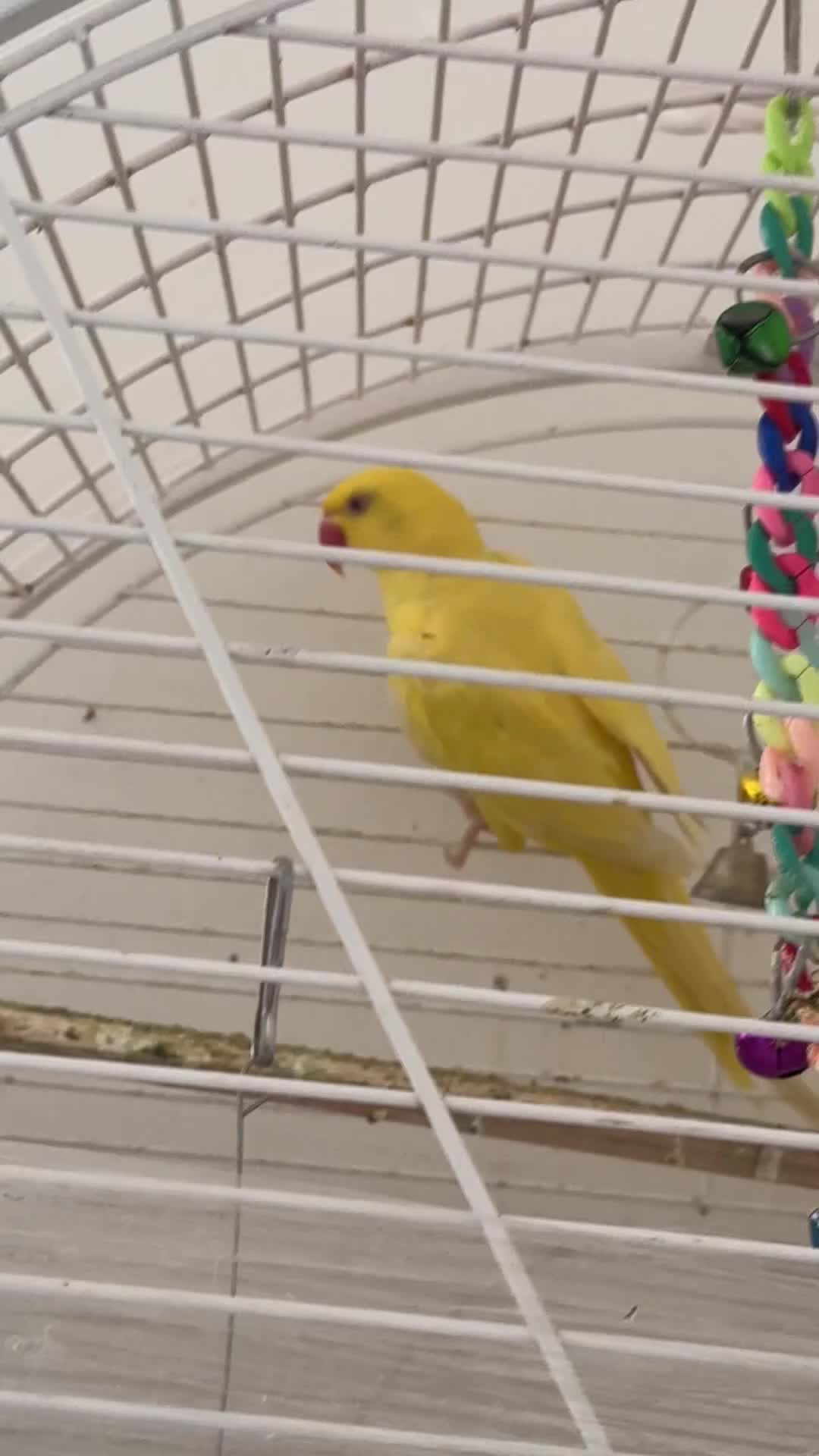 Ringnecks birds for sale: Ringnecks - Video 2