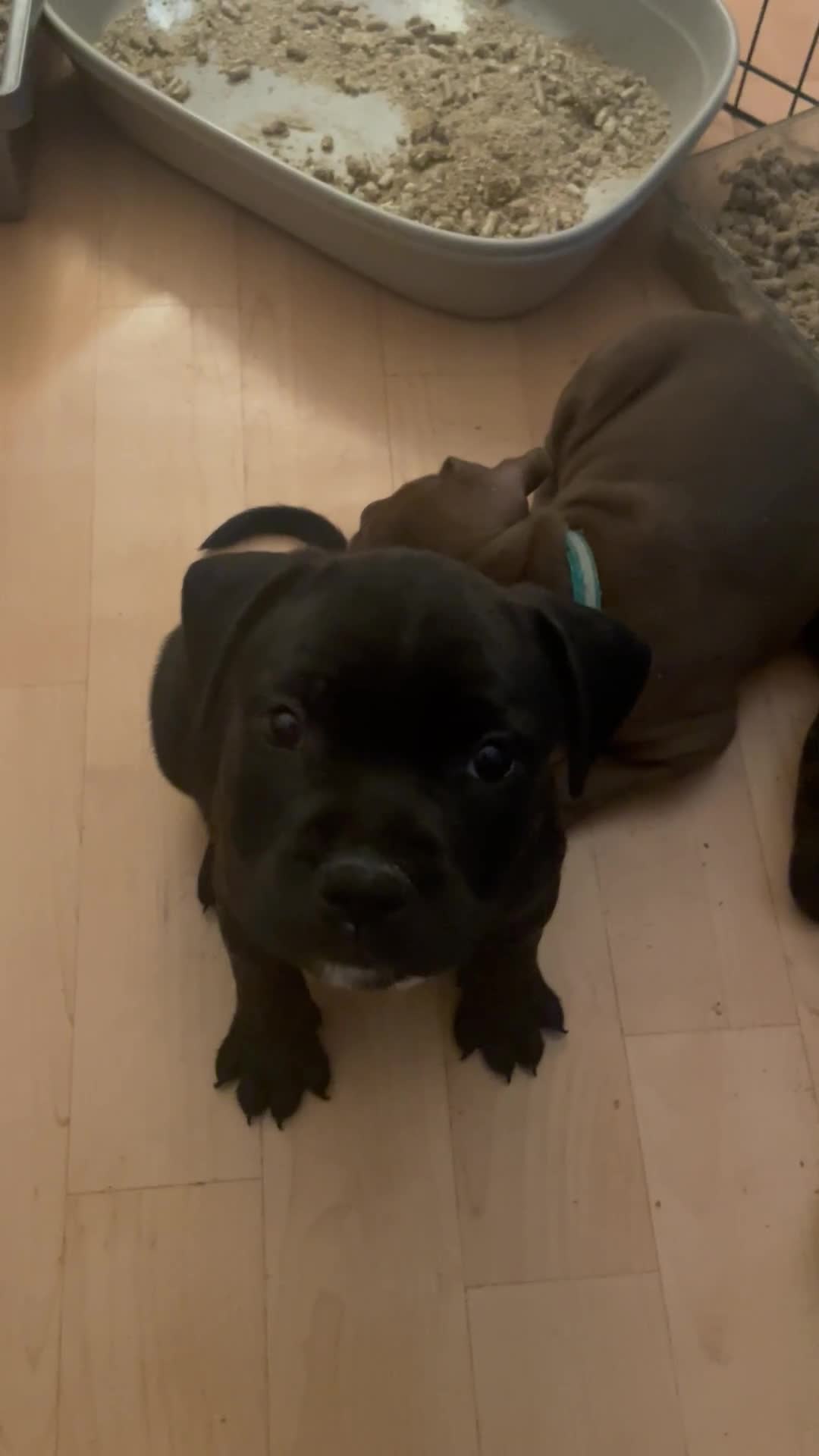 Staffordshire Bull Terrier dogs for sale: Staffordshire/American Staffordshire pups in Harrow - Video 2