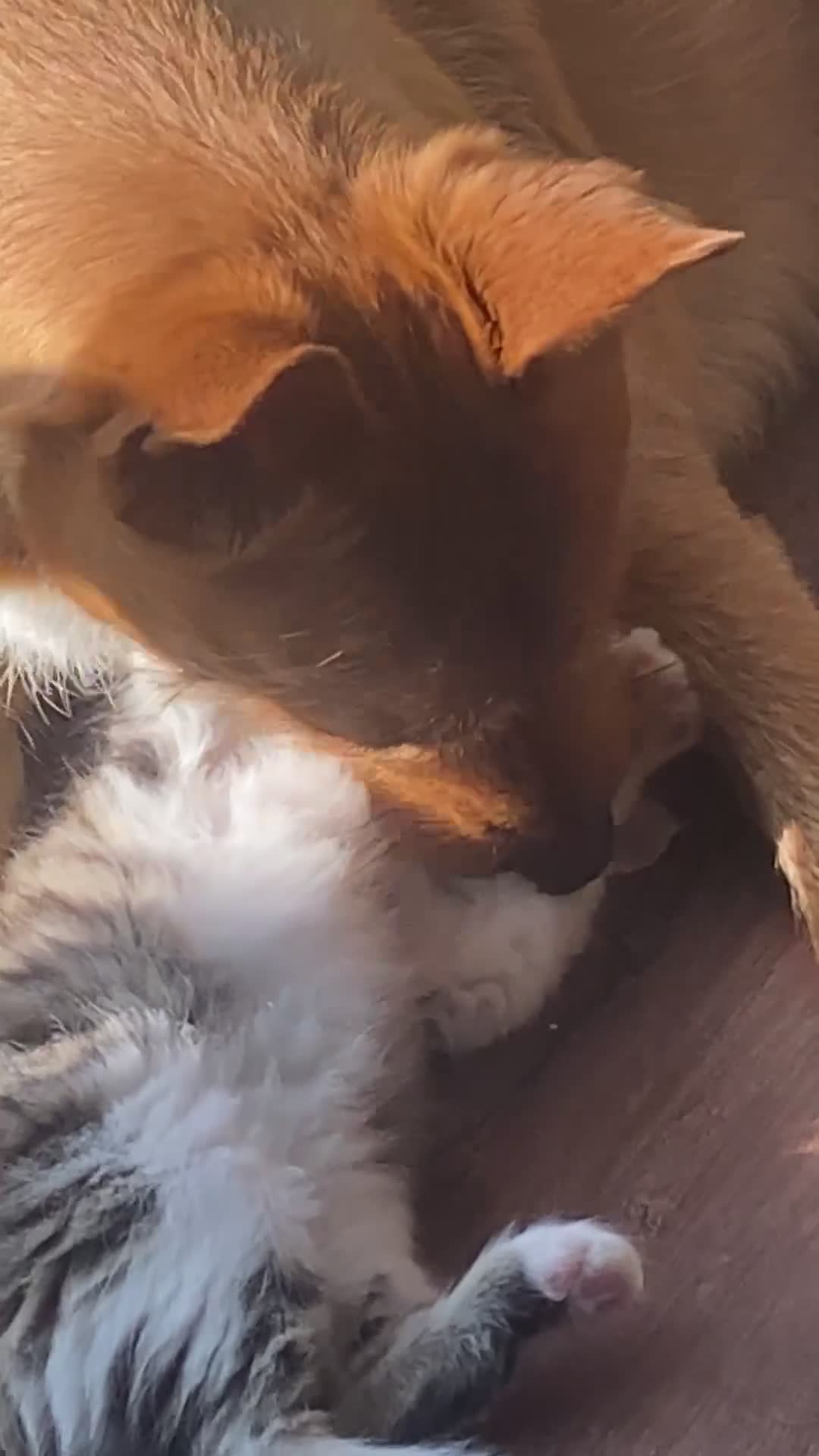 Mixed Breed cats for sale: Ginger and tabby calico mix - Video 1