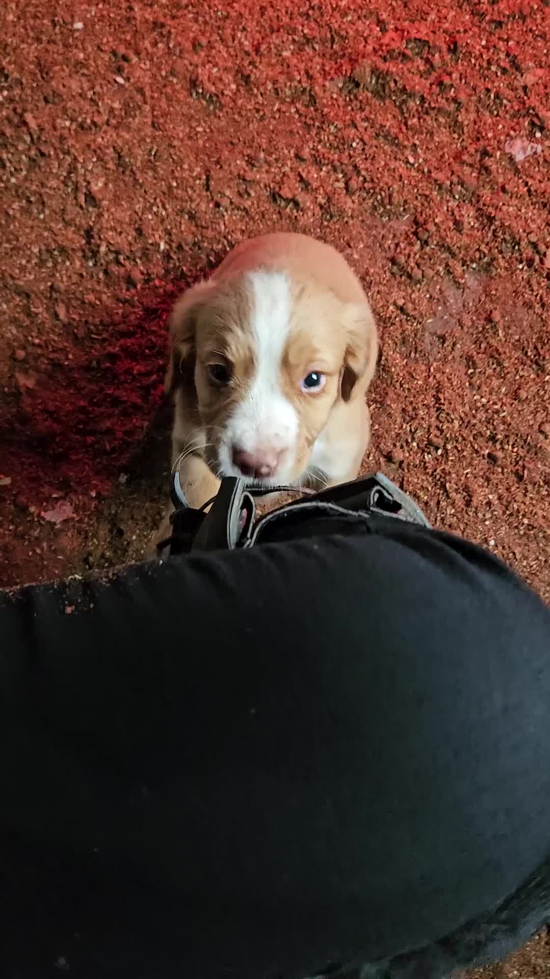 Cocker Spaniel dogs for sale: Fantastically well bred working cocker spaniels  - Video 1