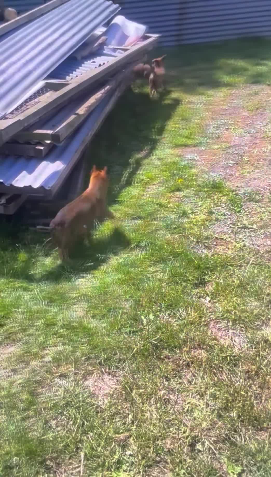 Mixed Breed dogs for sale: Belgian Malinois × German Shepherd Puppies 4 in Radstock - Video 1