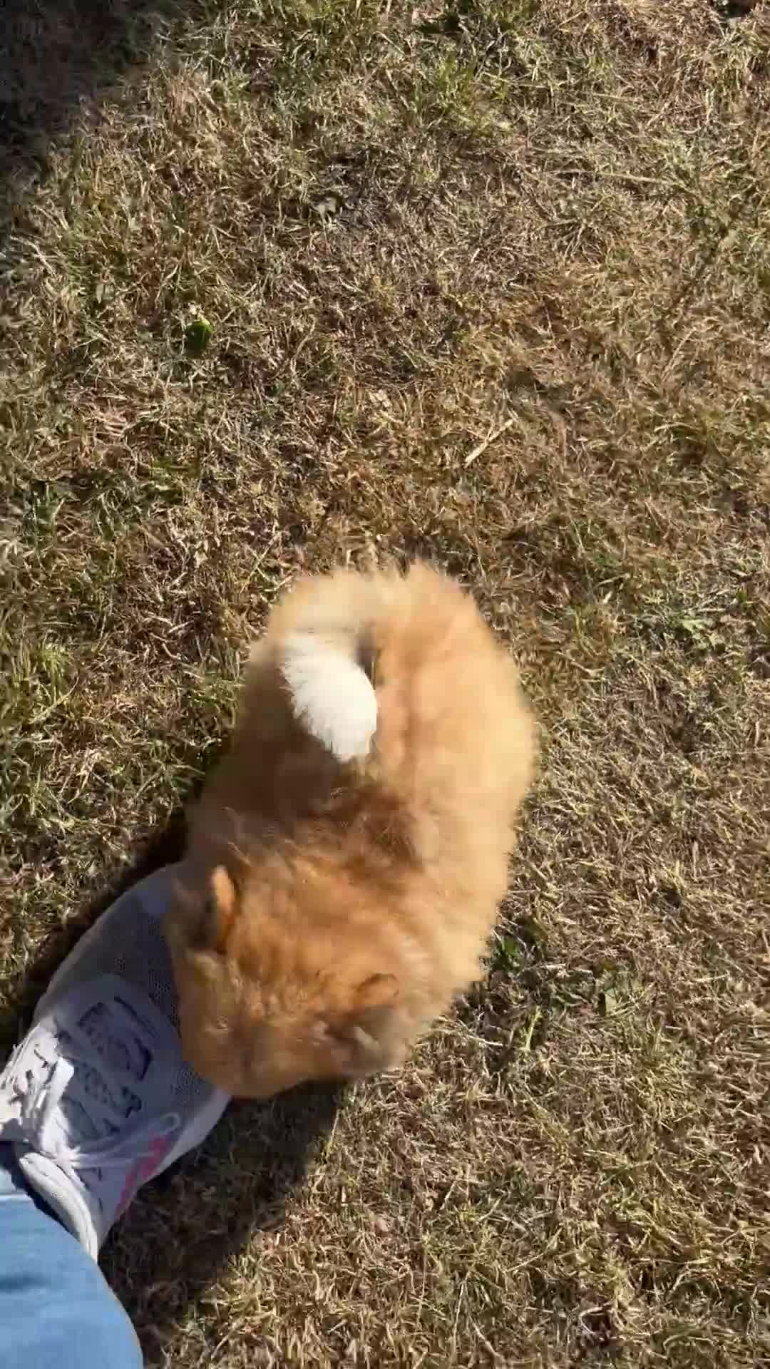 Pomeranian dogs for sale: “Chase” a very special Pom Puppy  - Video 1