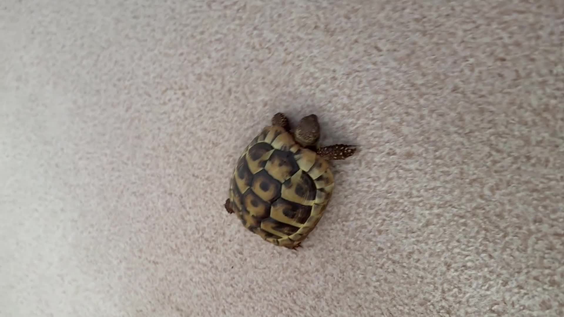 Tortoise reptiles for sale: Tortoise Bruno  - Video 1