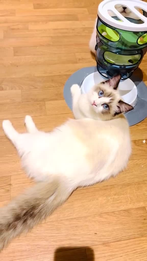 Ragdoll cats for sale: GCCF RAGDOLLS  - Video 2