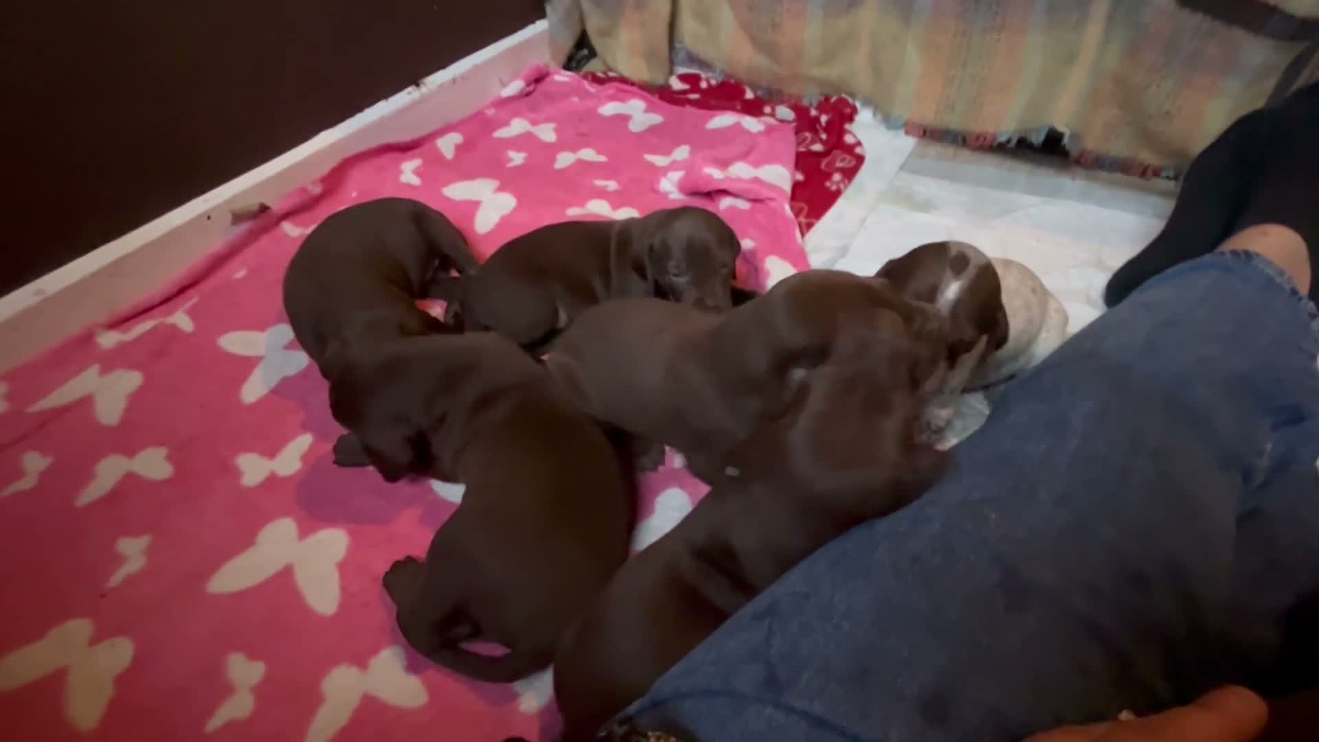 German Shorthaired Pointer dogs for sale: GSP puppies available to reserve - Video 1