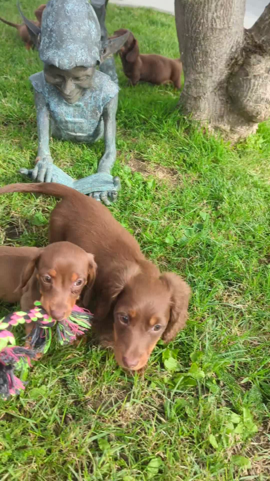 Miniature Dachshund dogs for sale: Ethically Bred Superior Health Tested Miniatures - Video 3