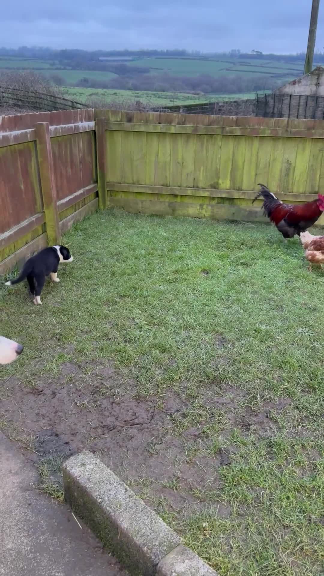 Border Collie dogs for sale: Border collie puppies seeking working/active homes - Video 4