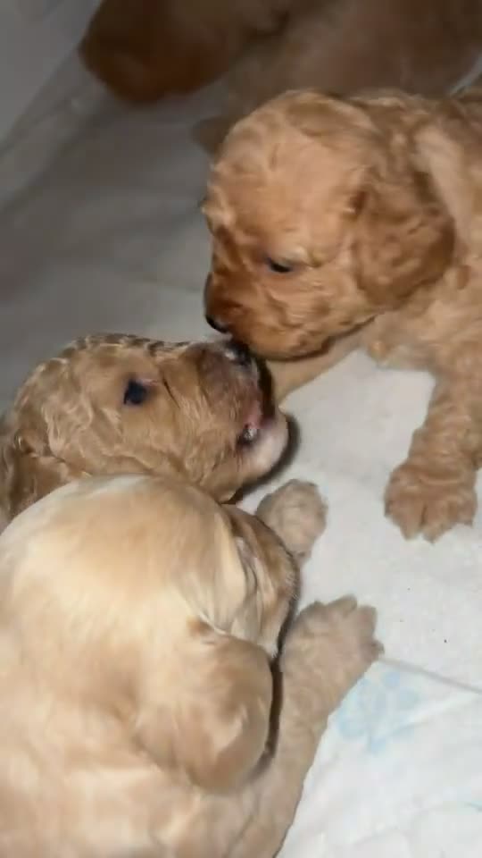 Cockapoo dogs for sale: F2 cockapoos  - Video 1