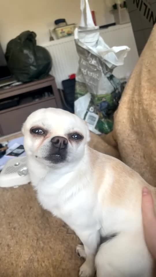 Chihuahua dogs for sale: KC rare Russian, 3 year old Chihuahua boy - Video 1