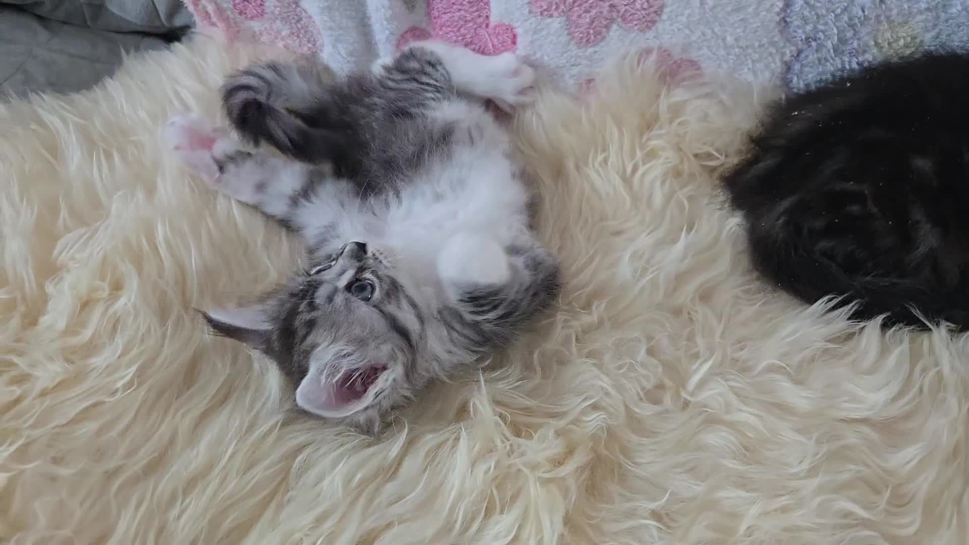 Maine Coon cats for sale: Stunning GCCF Maine Coon babies - Video 2