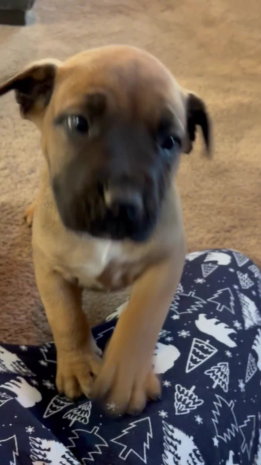 Boerboel dogs for sale: STUNNING NABBR REGISTERED GIRLS.  - Video 5