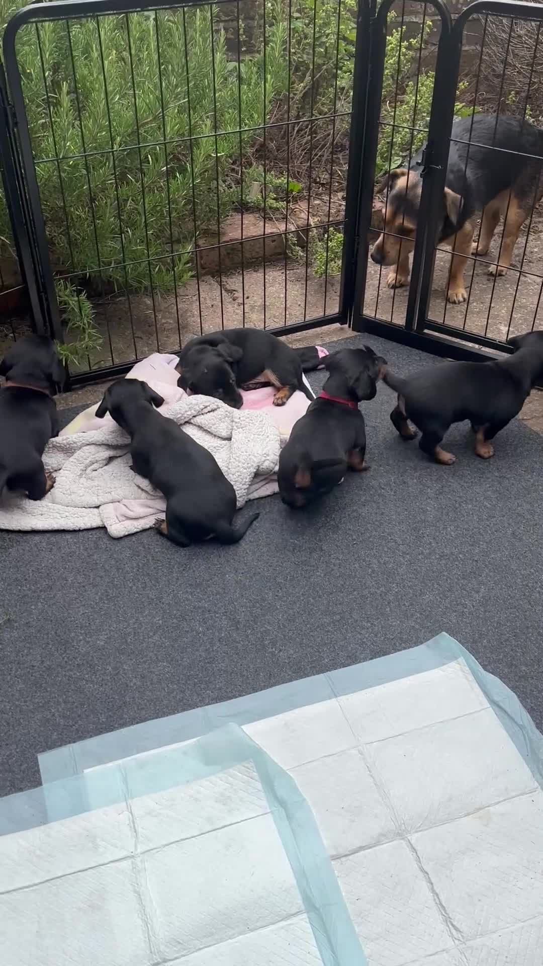 Mixed Breed dogs for sale: Jack Russell x Dachshund - Video 2